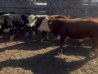 Toro, Swiss cattle — foto 2