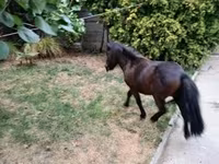 Kůň, Shetland Pony — foto 7