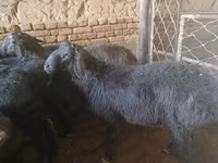 قوچ, Rhon sheep — عکس 3