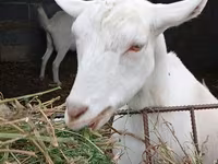 Capra, Saanen goat — foto 1