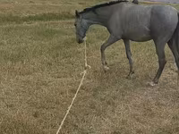 Άλογο, Thoroughbred horse — φωτογραφία 2