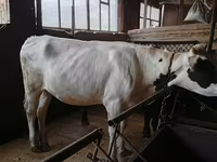 Kuh, Russian Black pied cattle — Foto 2