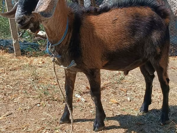 Kozel, Alpine goat — Moldavsko