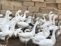 Geese — foto 3