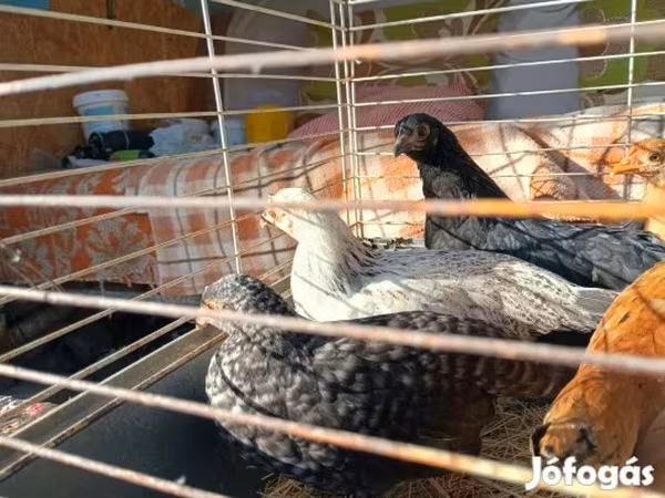 Bantam Nhật Bản