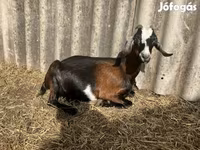 Kozioł, Saanen goat — zdjęcie 4