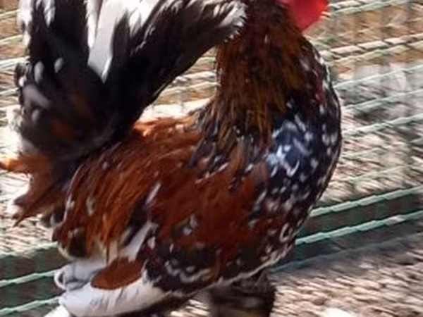 Chickens