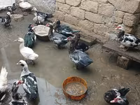 Ducks — zdjęcie 3