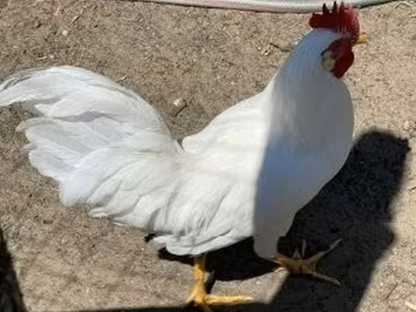 Leghorn