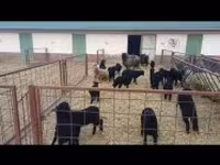 میش, Racka sheep — عکس 4