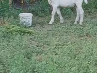 Козел, Saanen goat — снимка 5