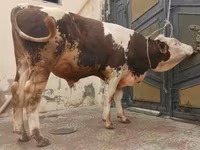 Bulle, Simmental cattle — Foto 3