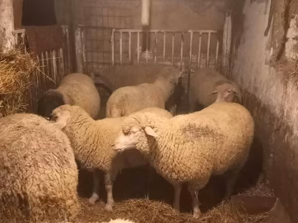 Pecora, Pecore