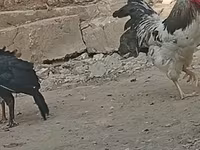 Chickens — عکس 2