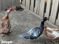 Ducks — foto 5
