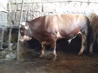 Ցուլ, Simmental cattle — լուսանկար 3