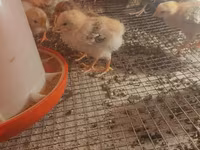 Australorp — foto 5
