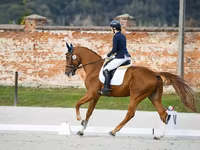 Cal, Friesian sport horse — foto 4