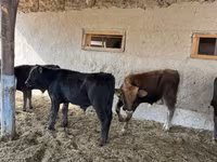Tyre, Swiss cattle — foto 8
