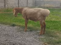 公羊, Edilbay sheep — 照片 3