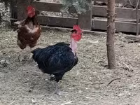 Chickens — photo 1