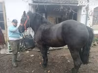 Бие, Жылқылар — 2-сурет