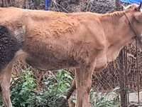 Dibi, Simmental cattle — sawirka 5
