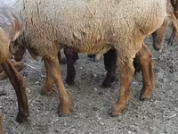 Vædder, Rhon sheep — foto 1