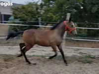Азаргагүй морь, Lipizzaner — 2 зураг