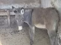 Kůň, Koně — foto 1