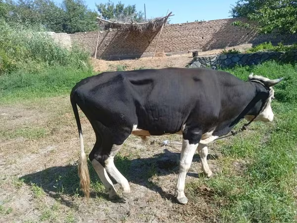 Bulle, Rinder
