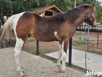 雄馬, Hungarian horse breed — 写真 2