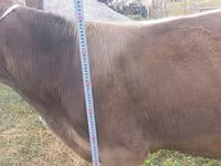 گاو نر, Swiss cattle — عکس 5
