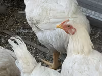Chickens — عکس 5