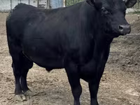 Toro, Simmental cattle — foto 3