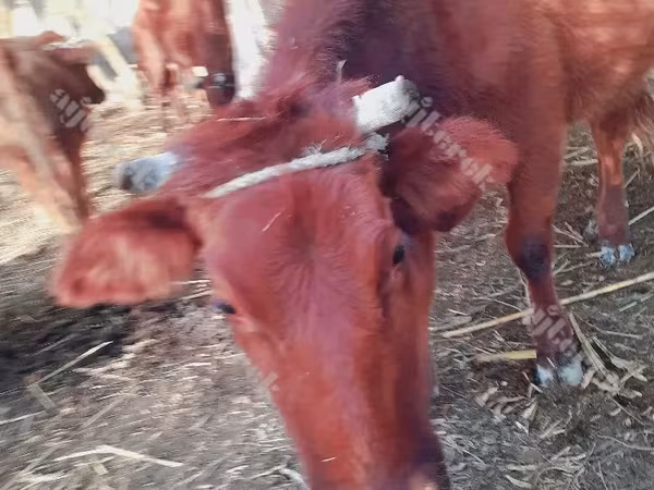 Cattle (batch, sex not specified), Cattle — Turkmenistan