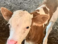 Krava, Swiss cattle — foto 5