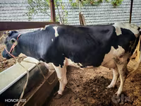 گاو ماده, Russian Black pied cattle — عکس 7