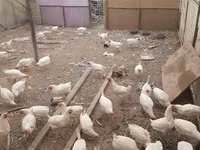 Chickens — 3 зураг