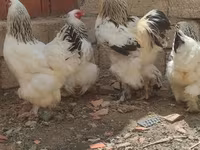 براهما — عکس 4