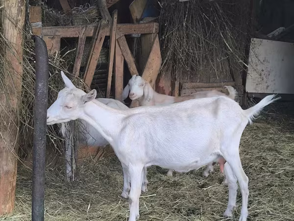 Geit, Alpine goat