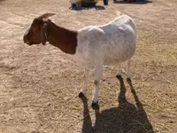 بز ماده, Boer goat — عکس 3