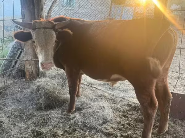 سانڈ, Simmental cattle