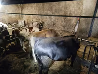 گائے, Russian Black pied cattle — تصویر 4