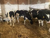 母牛, Russian Black pied cattle — 照片 2