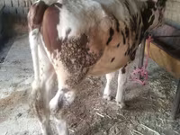 วัวตัวเมีย, Simmental cattle — รูปภาพ 2