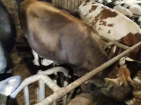 گائے, Russian Black pied cattle — تصویر 6