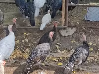 Turkeys — photo 3