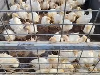 Turkeys — 2. fotó