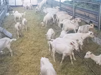 Capra, Saanen goat — foto 5